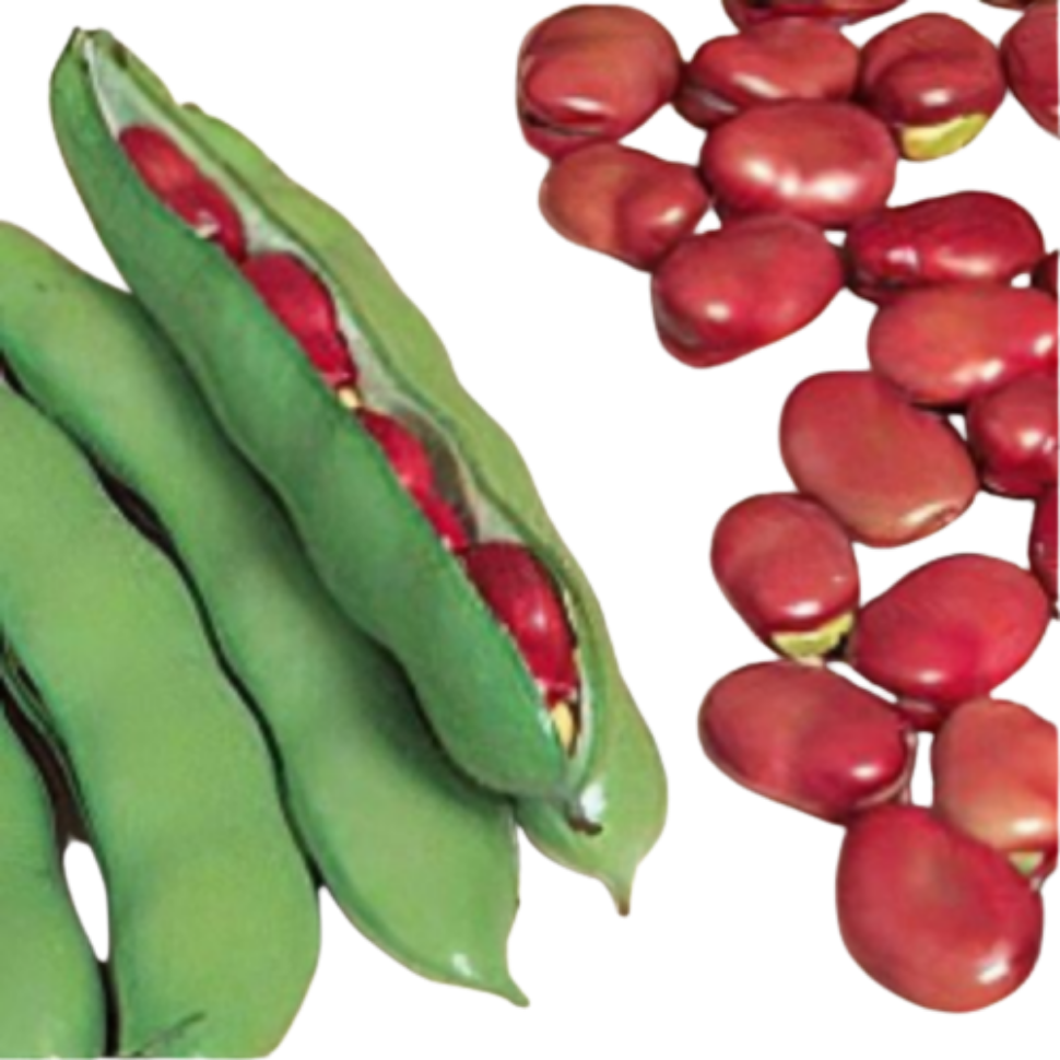 Red Broad Beans Red Broad Beans - Image 1