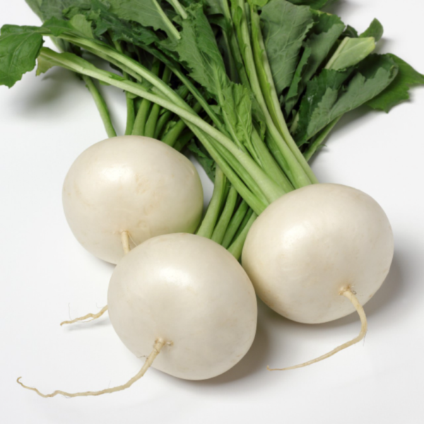 White Turnip