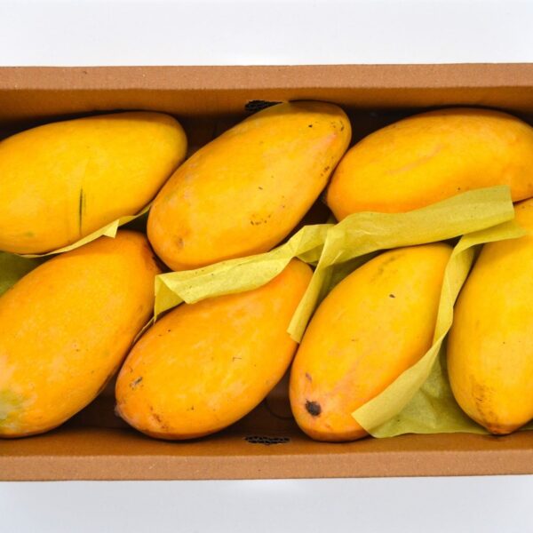 Jumbo Pakistani Mangoes