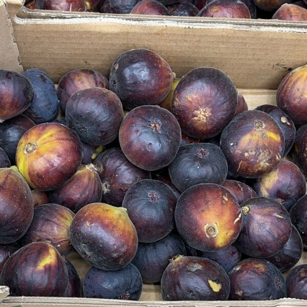 Box of Figs(Black)