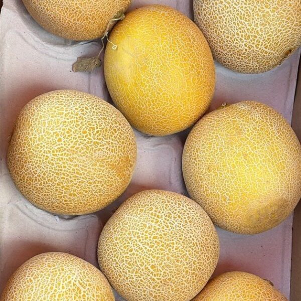 Galia Melon(Each)