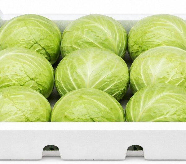 Box of Large White Cabbage