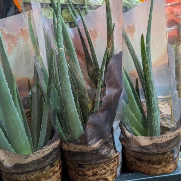 Aloe Vera Plant(each)