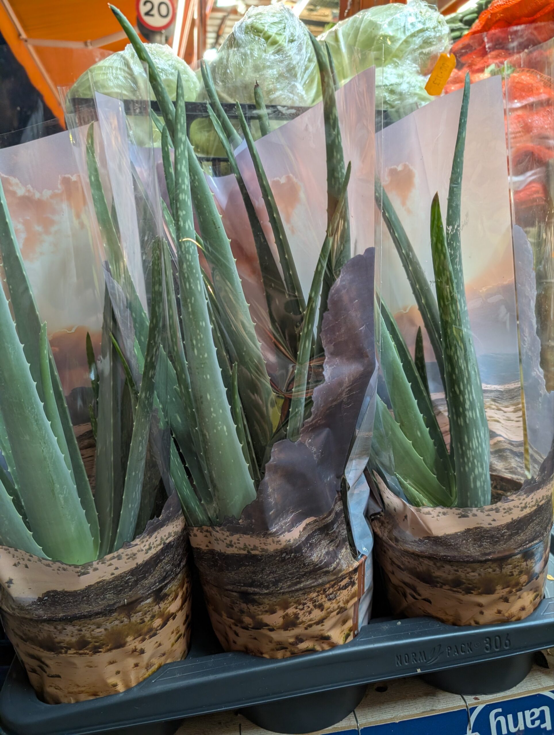 2026/08/3178-scaled.jpg Aloe Vera Plant(each) - Image 1
