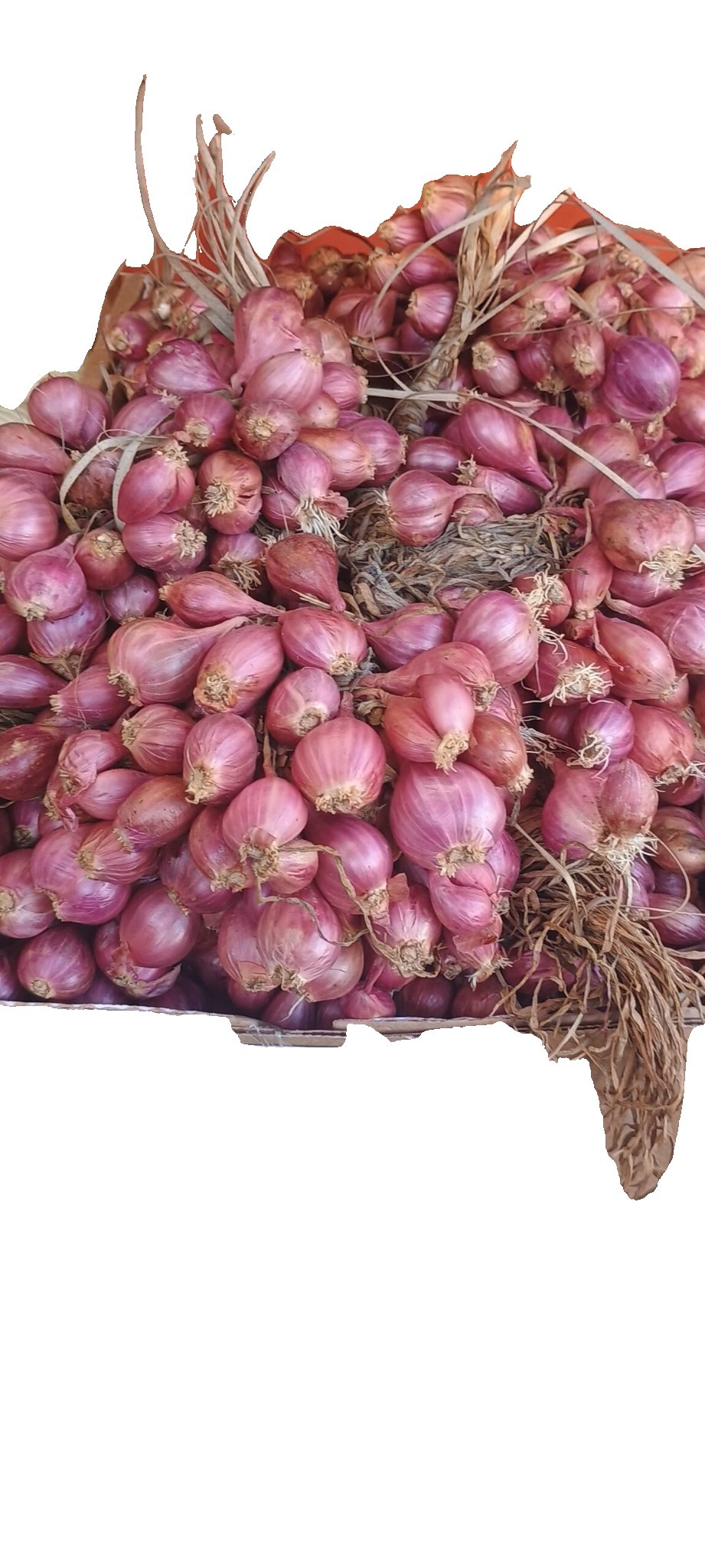 2026/09/wp-1789138204091.jpg Indian Onion(kg) - Image 1